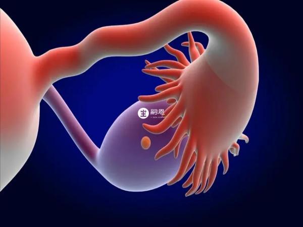 輸卵管堵塞做試管也能成功