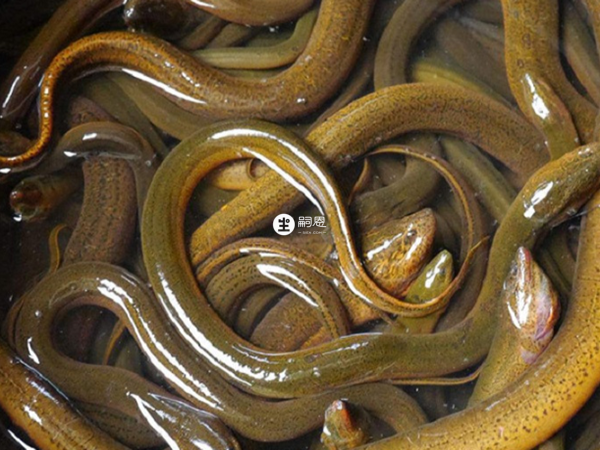 羊肉能夠補腎壯陽