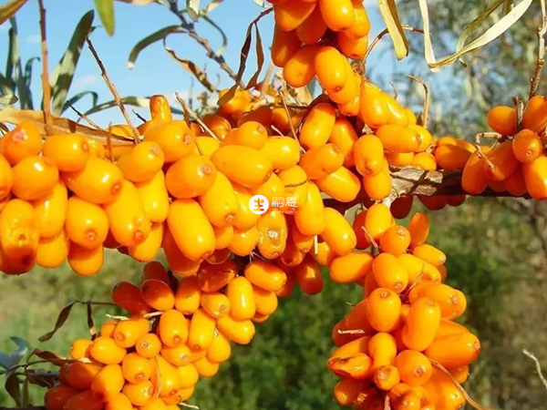 玉米能夠降低甘油三酯