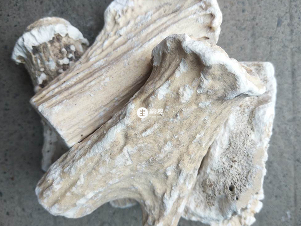 鹿角霜是煮水服用