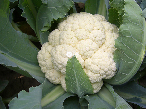 秋冬季孩子可以吃花菜