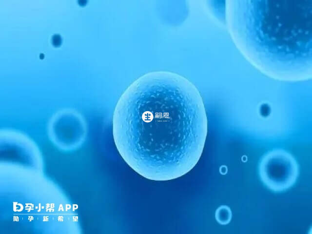 卵細胞放射冠和透明帶的作用