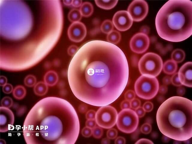 三天卵裂期胚胎可以分為4個等級