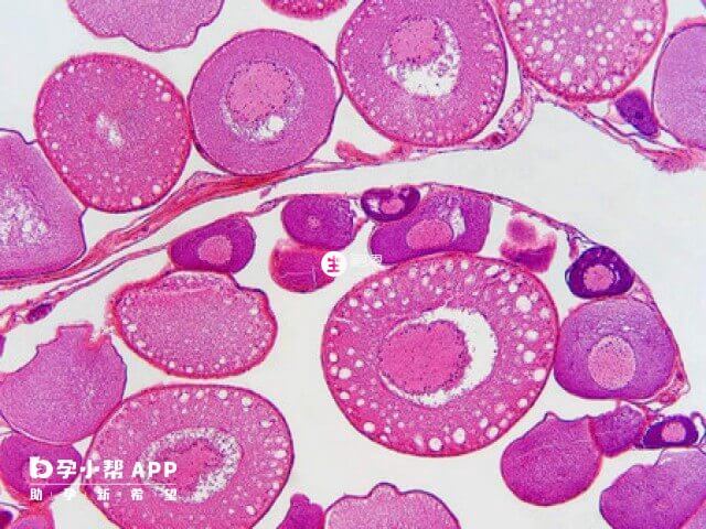卵細胞放射冠和透明帶的2大作用