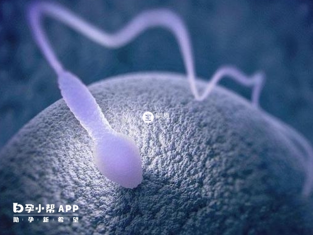 男性的精液是由精子和精漿組成