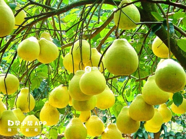 柚子屬於低糖低熱量水果