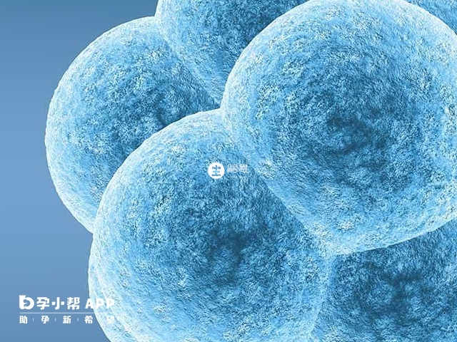 6開頭的囊胚質量是要比4開頭的好