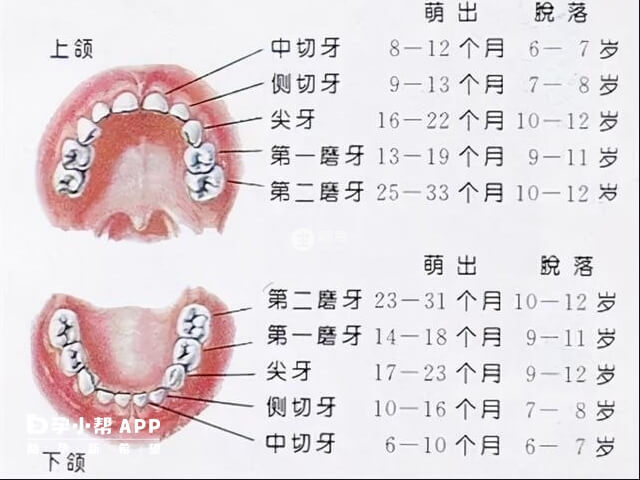 兒童換牙齒的時間和順序