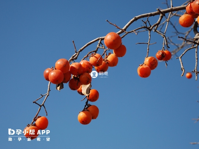 柿子會增加月經量