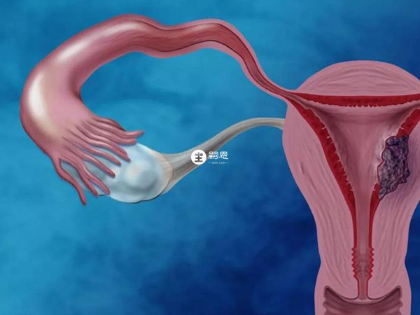 女版勃銳精能促進激素分泌
