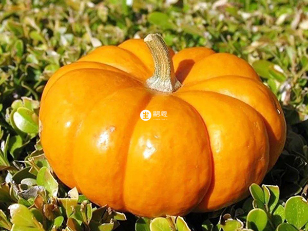 吃南瓜可以催經