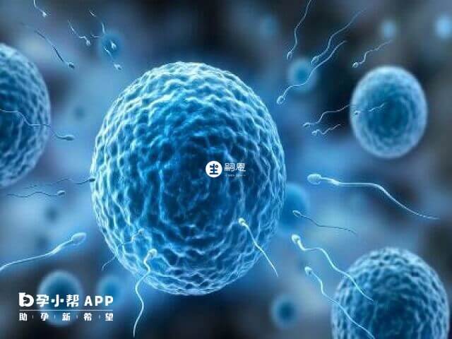 大齡女性做供卵試管的成功率高原因