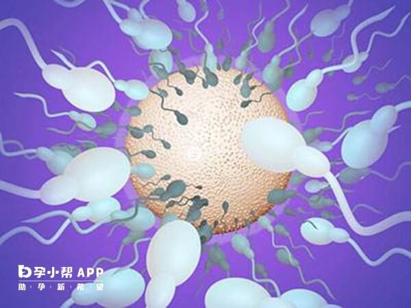 申請供卵不能插隊