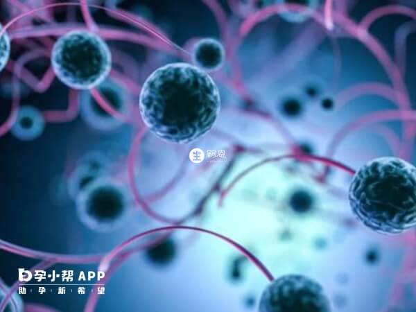 5bb囊胚属于D5期囊胚
