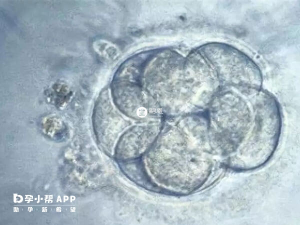優質胚胎移植成功率高