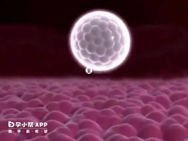 黄体功能不足会影响胚胎着床