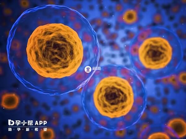不同等級的6細胞胚胎養囊結果不同