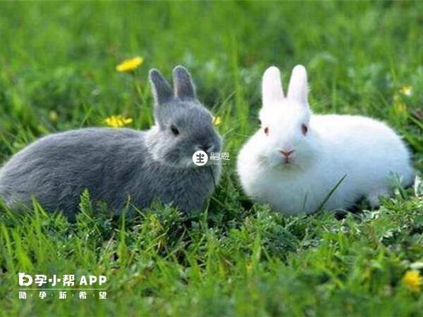 8月份兔寶寶運勢好