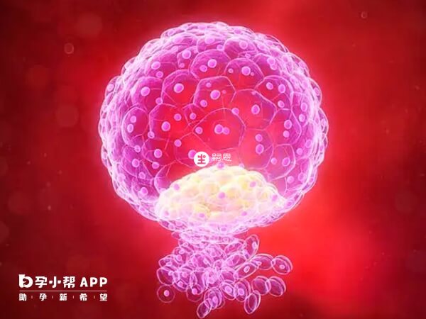 d5和d6的胚胎都是囊胚