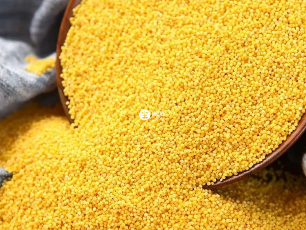 小米是很普通的食物,養胃效果很好