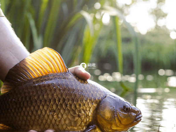 鯽魚含有豐富的蛋白質