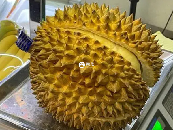 榴莲含有丰富的蛋白质、脂肪