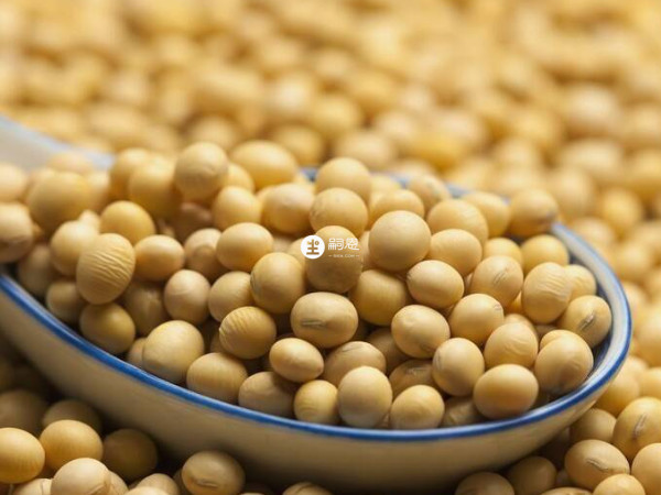 大豆等豆類食品可以補充孕酮