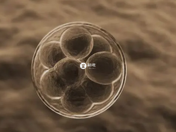 SER的出現與卵子啟用時胞質內鈣瞬變