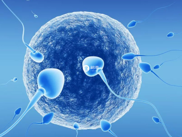 精卵質量好孕吐就比較嚴重