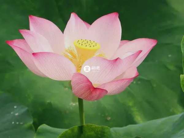 佩瑤寓意出水芙蓉