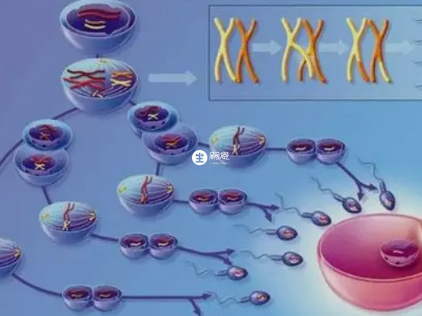 試管前需要提高精卵質量