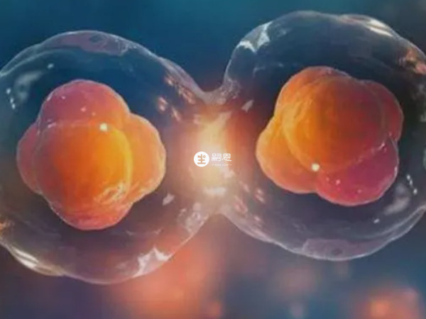 三代試管成功率與胚胎質量的關係