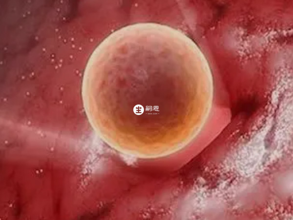 上海集愛養囊成功率挺高的