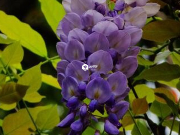 紫藤有很好的治療痛經之效