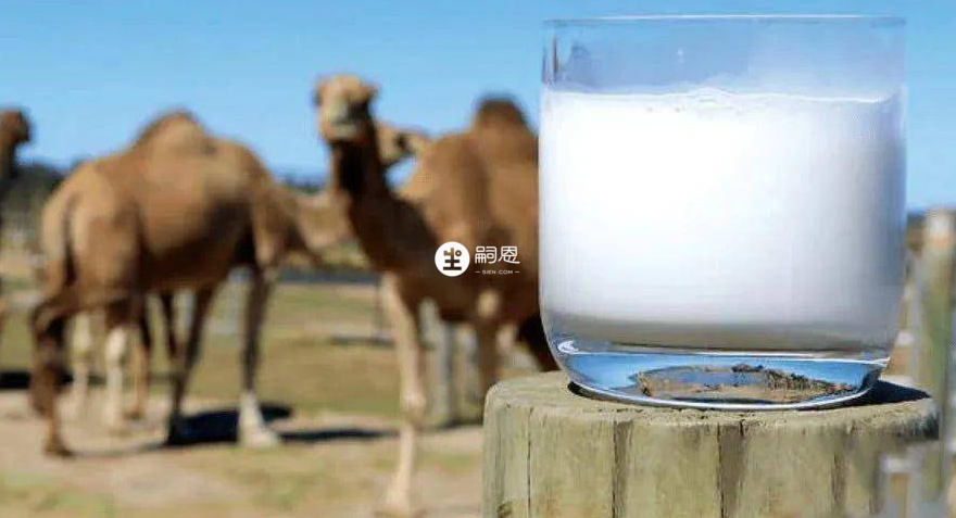駝奶的營養價值比牛奶羊奶高