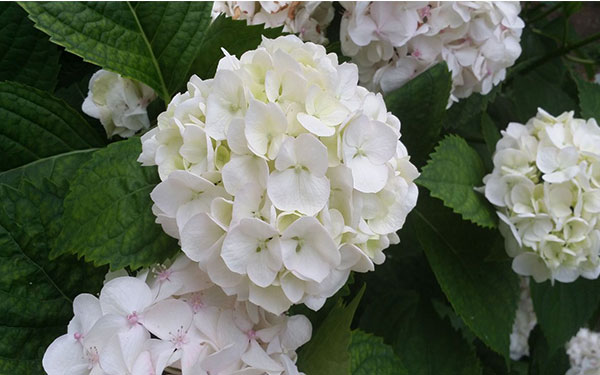 孕婦夢見白色的花預示生女兒