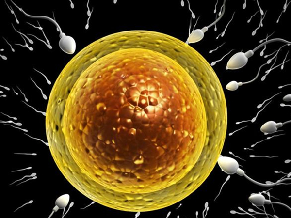 做供卵試管需要結婚證