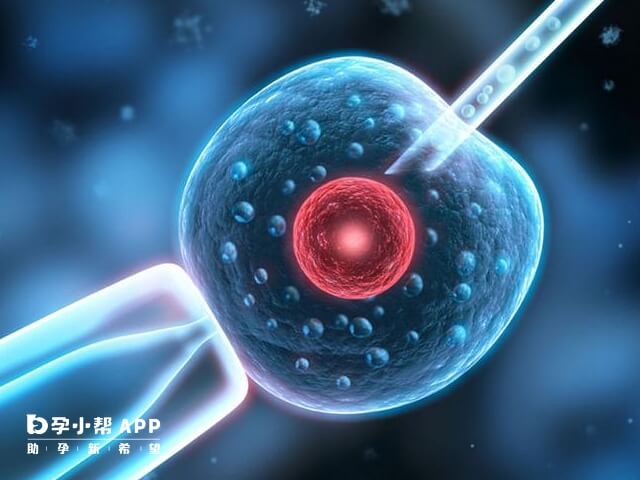 卵核置換形成新的卵子