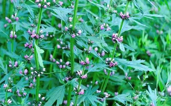 益母草加紅糖可以催經