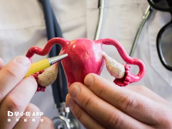 女人雙子宮對生育影響較大