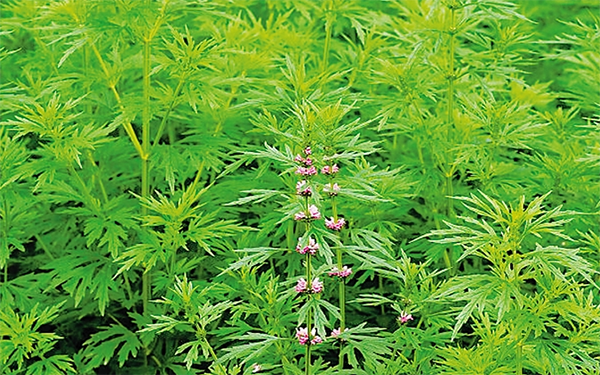 益母草和生化汤产后康复都有很好的效果