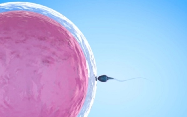 優勢卵泡直徑範圍