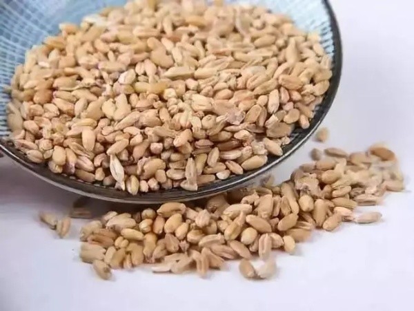 喝了三天麥芽水還是可以給寶寶餵奶的