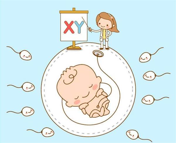 吃勃锐精不能增加生男孩概率